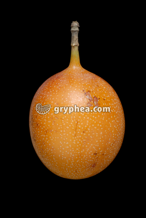 Grenadille ou Fruit de la passion (Passiflora edulis) - gryphea.org